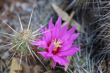 Arizona USA Colorado, red cactus flower
