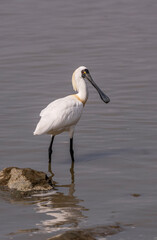 Black-faced Spoonbill at waterland in shenzhen,china