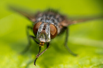 fly on leaf