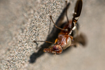 bug