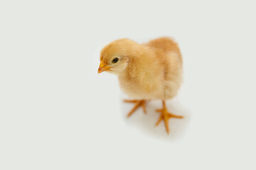 1 day old yellow chick
