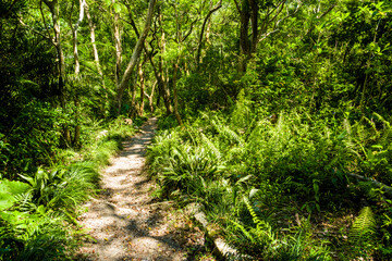 The trail through the green forest in the mountain of Pingtung, Taiwan.