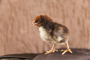 1 day old black chick