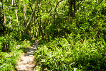 The forest trail in the mountain