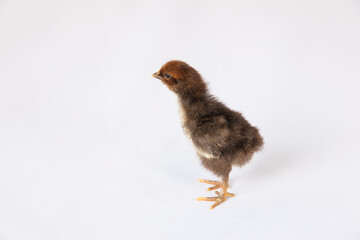 Obraz premium 1 day old black chick