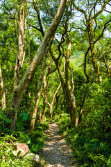 The forest trail in the mountain
