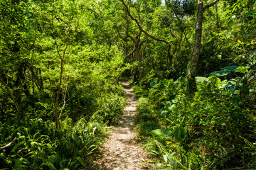 Fototapeta na wymiar The trail through the green forest in the mountain of Pingtung, Taiwan.
