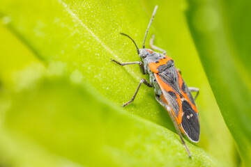 bug on leaf