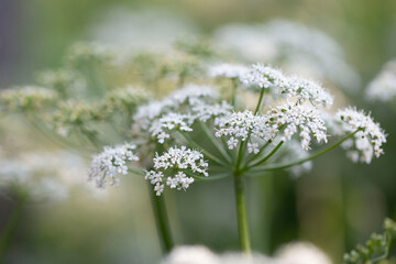 flowers in the garden