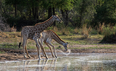Giraffe's drinking at a waterhole.
