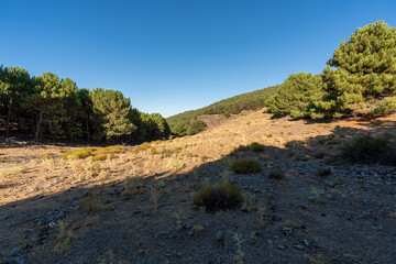 path in a pine forest in Sierra Nevada