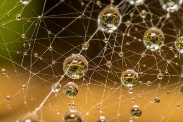 spider web with dew drops