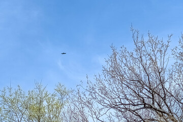 Hawk hunts for food in the sky over spring trees.