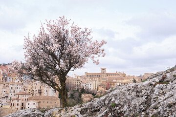 View of the cathedral of Cuenca (Spain) and an almond tree in blossom taking from a hill.