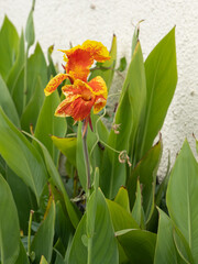 Fototapeta premium African arrowroot - Cannaceae