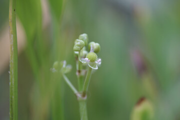 Hydrocotyle bonariensis Lam. or Hydrocotyle umbellata water flower