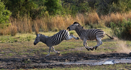 Zebra's fighting next to a waterhole.