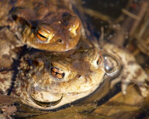 Common or European toad brown colored, Mating toads