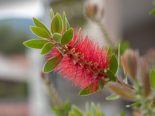 Crimson bottlebrush - Callistemon citrinus