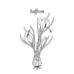 Saffron flowers. Crocus. Linear vector drawing. Saffron spice.