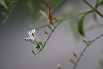 Andrographis paniculata herb