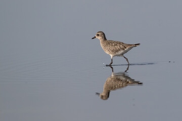 Grey plover - Pluvialis squatarola