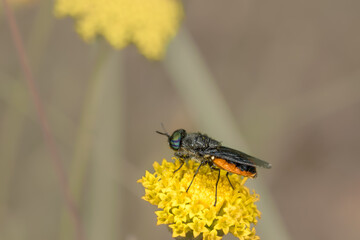 Side close-up of syrphid Odontomyia flavissima with orange abdomen on a yellow flower.