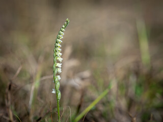 Autumn lady's-tresses - Spiranthes spiralis