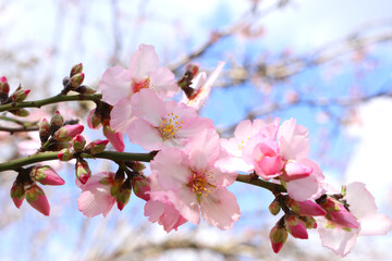 background of spring cherry blossoms tree. selective focus