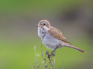 Red-backed shrike - Lanius collurio