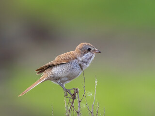 Red-backed shrike juvenile - Lanius collurio