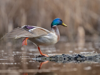 Mallard stretching