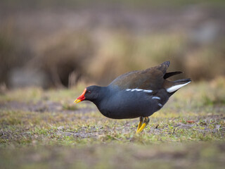 Common moorhen - Gallinula chloropus