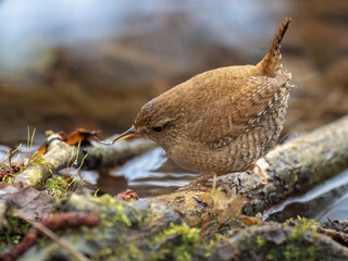 Eurasian wren - Troglodytes troglodytes