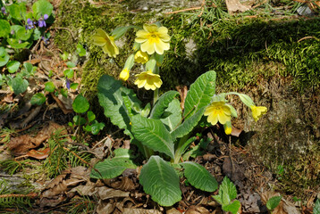 Die Echte Schlüsselblume