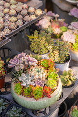 Miniature succulent plants (succulent cactus) background