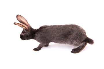 black rabbit, isolated on white