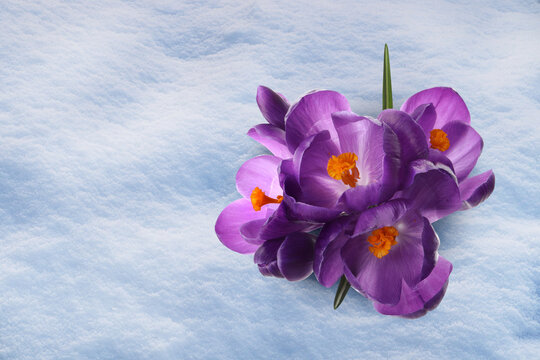 Beautiful Spring Crocus Flowers Growing Through Snow Outdoors, Top View. Space For Text