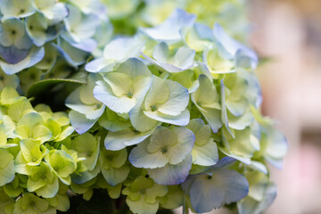 Colored flowers hydrangea，Hydrangea macrophylla，Forever Summer，Endless Summer