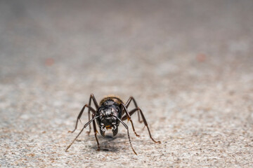ant on a wall