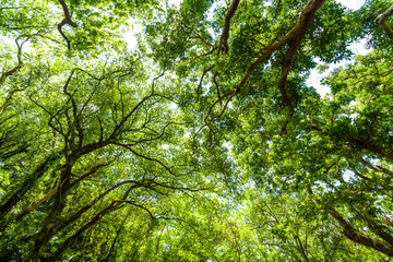 Fototapeta na wymiar low angle view of verdant trees in the forest, In the mountains of Pingtung, Taiwan.
