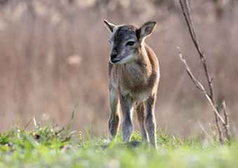Ovis Musimon mouflon cub in the nature habita.Wildlife scene from nature