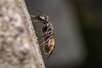 ant on the ground
