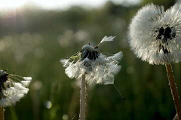 A close up of the head of a white fluffy dandelion plant. puffy dandelion with seeds in morning...
