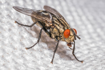 close up of a fly