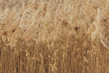 Golden dry reeds on the lake sway in the wind against the blue sky. Selective focus.