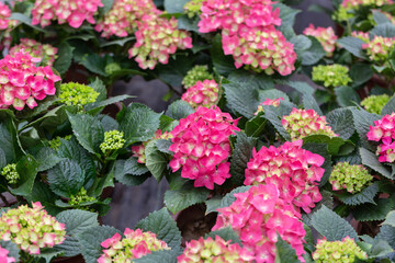 Colored flowers hydrangea，Hydrangea macrophylla，Forever Summer，Endless Summer