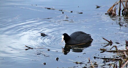 common coot, water bird also called black duck, bird in the river, black bird with white head