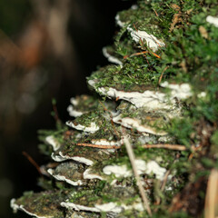 Lots of woody Polypores mushrooms growing in the form of a ladder in the forest and covered with various mosses, macro