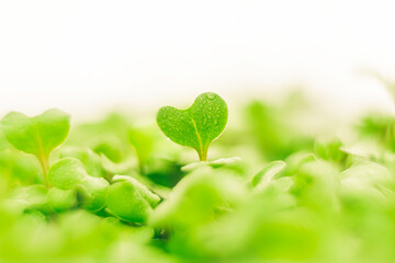 heart shaped green leaf. broccoli sprouts, organic micro greens.